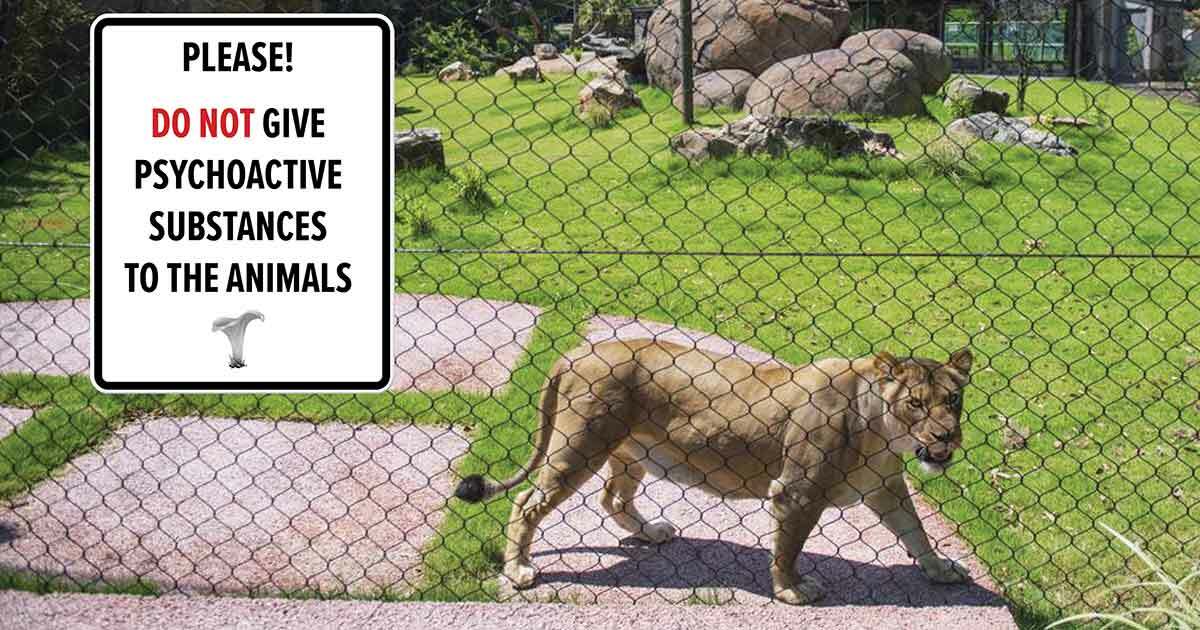 Lion pacing in cage with sign indicating to not feed psychoactive substances to the animals.