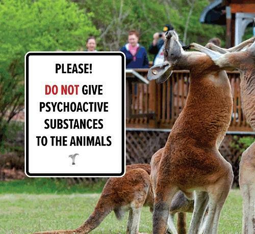Kangaroos fighting sign please do not give psychoactive substances to the animals Every Sign Has a Story
